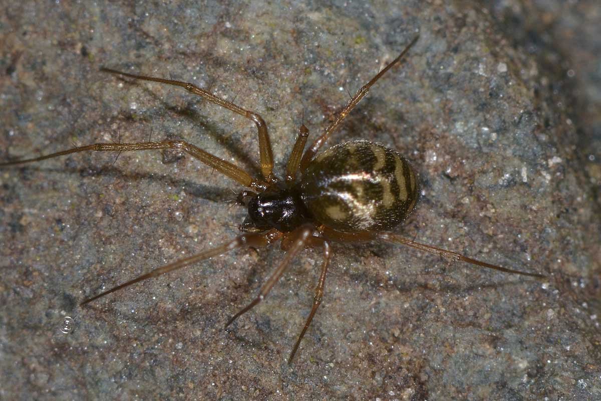 Linyphiidae: probabile Leptyphantes sp. - Avigliana (TO)